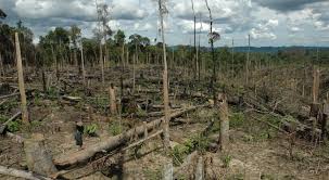 nạn phá rừng